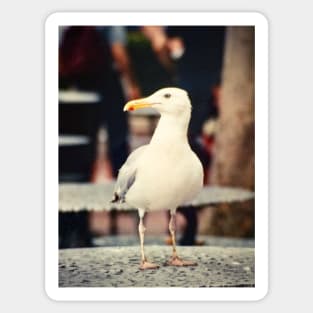 Seagull in New York Sticker